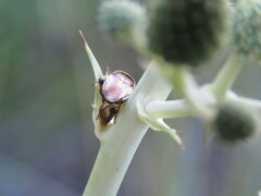 Pseudomops neglectus