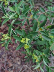 Wikstroemia indica