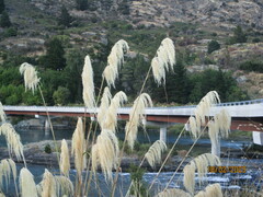 Austroderia richardii