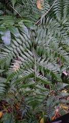 Diplazium taiwanense