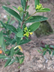 Wikstroemia indica