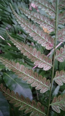Diplazium taiwanense