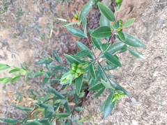Wikstroemia indica