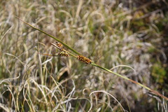 Carex werdermannii