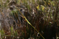 Carex werdermannii