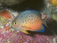Rusty Angelfish photo 1