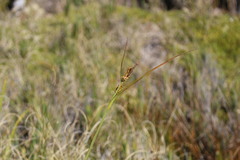 Carex werdermannii
