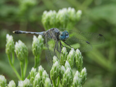 Diplacodes trivialis