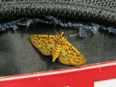 Conogethes punctiferalis