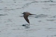 Anous stolidus galapagensis