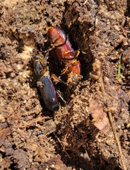 Odontotaenius