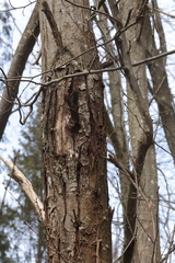 Cryphonectria parasitica