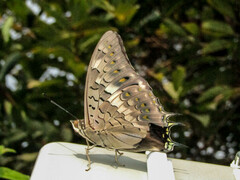 Charaxes solon
