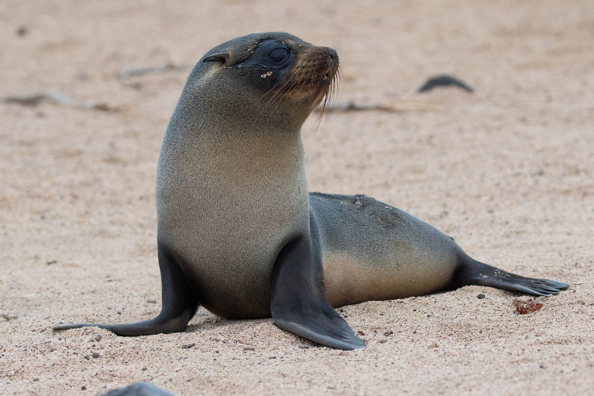 Lobos Marinos (género Arctocephalus) · iNaturalist Ecuador