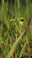 Emmenanthe penduliflora