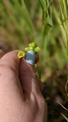Emmenanthe penduliflora