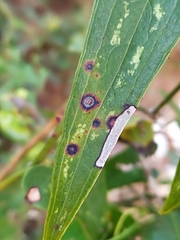 Dothideomycetes