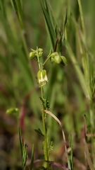 Emmenanthe penduliflora