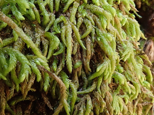 Image of Scleropodium touretii by (c) Christian Berg, some rights reserved (CC BY)