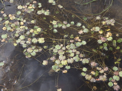 Halerpestes sarmentosa