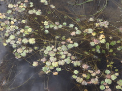 Halerpestes sarmentosa