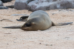 Arctocephalus galapagoensis
