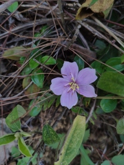 Melastoma dodecandrum