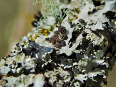 Tremella parmeliarum