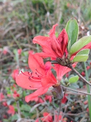 Rhododendron simsii