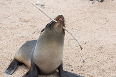 Arctocephalus galapagoensis