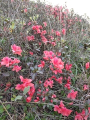 Rhododendron simsii