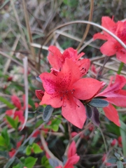 Rhododendron simsii