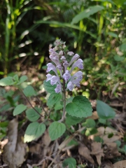 Scutellaria indica