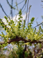 Phyllanthus emblica