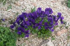 Viola altaica