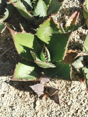 Agave durangensis