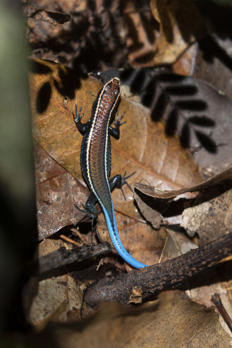 Smooth Tegu, Tretioscincus agilis