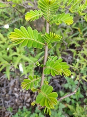 Phyllanthus emblica