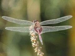 Tramea limbata