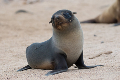 Arctocephalus galapagoensis