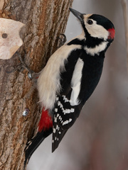 Dendrocopos major