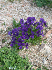 Viola altaica