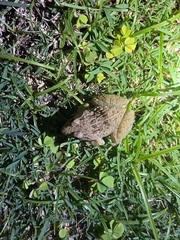 Fejervarya limnocharis