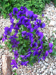 Viola altaica