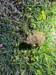 Fejervarya limnocharis