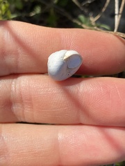 Sphincterochila aharonii