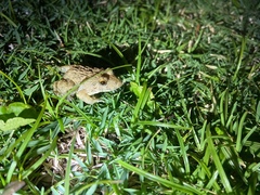 Fejervarya limnocharis