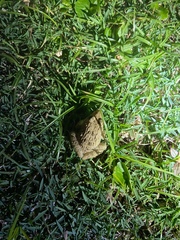 Fejervarya limnocharis