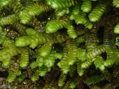 Porella canariensis