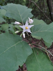 Solanum torvum